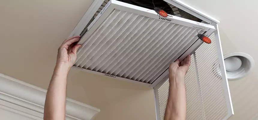 Our Insect Removal from Air Ducts Services in Lealman, FL